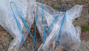 ふくポケ★ブルーサンタごみ拾い アイキャッチ