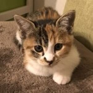 ふくポケ福ちゃんプロフィール