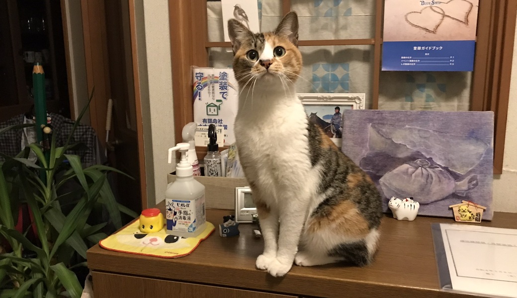 新年最初のウォーキングでゴミ拾い アイキャッチ