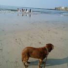 ふくポケ・malibu プロフィール