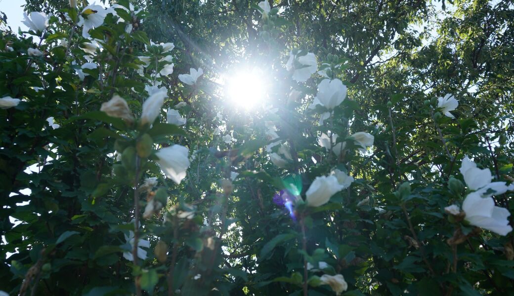 WCD 2025 アオモリごみ拾い隊 アイキャッチ