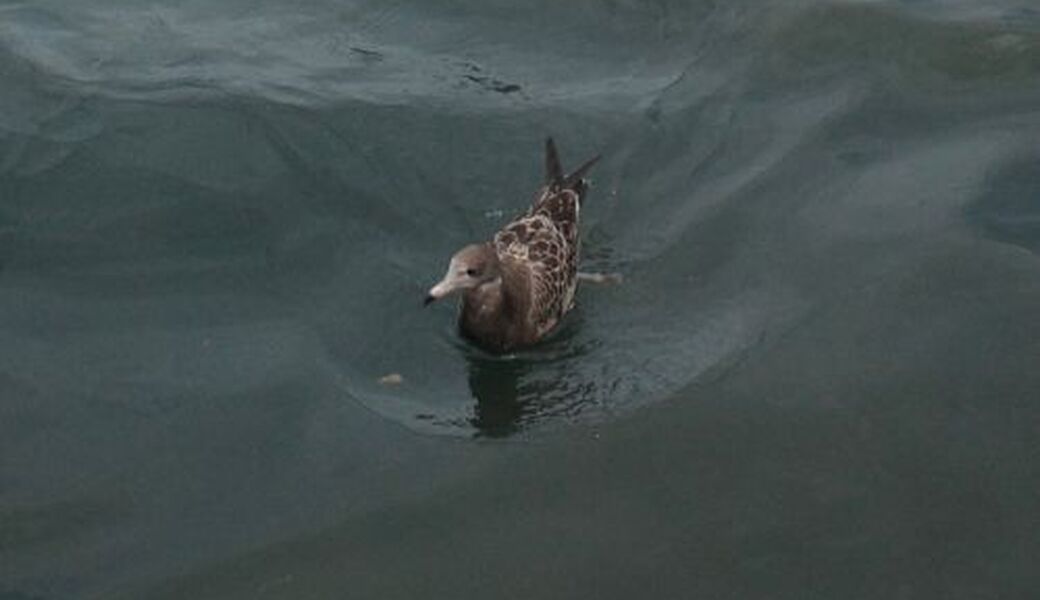 BLUE SANTA 2025　アオモリごみ拾い隊 at A-FACTORY レポート