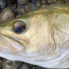 多摩川清流シーバスフィッシング愛好会 プロフィール