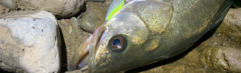 多摩川清流シーバスフィッシング愛好会 カバー