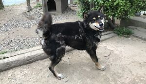 犬の散歩でやろう！ゴミ拾い 悟空とともに アイキャッチ