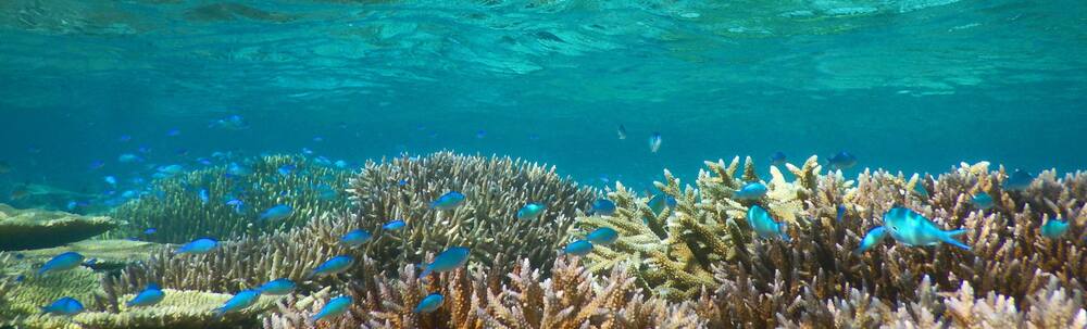 沖縄田中商店 カバー
