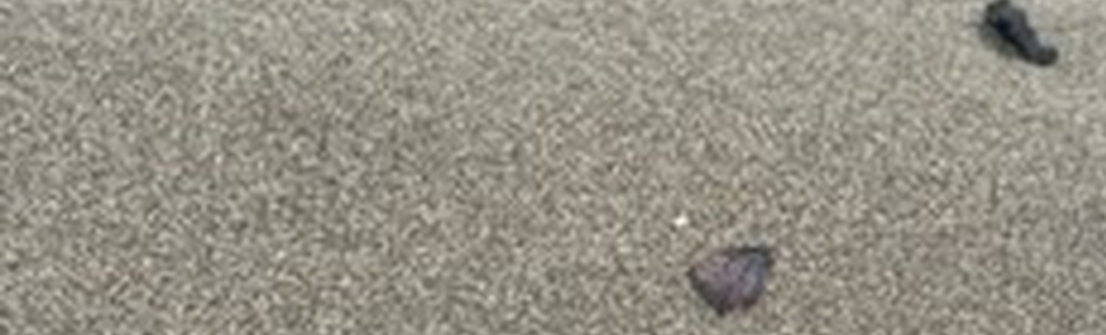 Beach Clean up Japan カバー