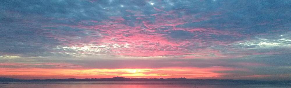 Free birds カバー