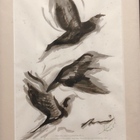 Free birds プロフィール