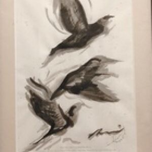 Free birdsプロフィール