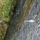 ブルーサンタ隊@帷子川にしや部 プロフィール