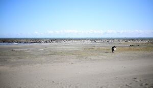 2021/12/19　OLSCビーチクリーン アイキャッチ