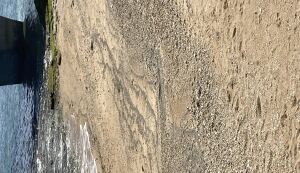 第二回カーミージー清掃 アイキャッチ