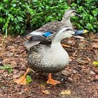 Clean Up Tokyo プロフィール