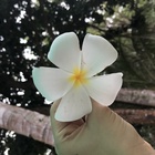 Ocean's プロフィール