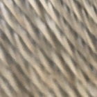 しんちゃん プロフィール