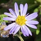 種差ごみ拾い隊 プロフィール