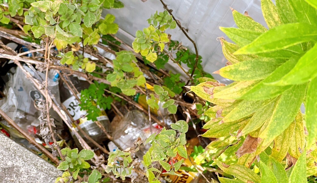 「 BLUE SANTA 2025」江東環境”まちキレイ”プロジェクト「納涼団地まつり(大島四丁目団地)」 レポート