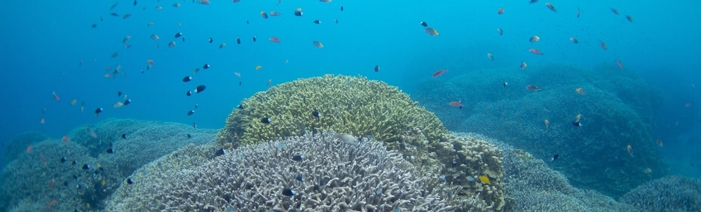 石垣島をもっと元気にするプロジェクト カバー