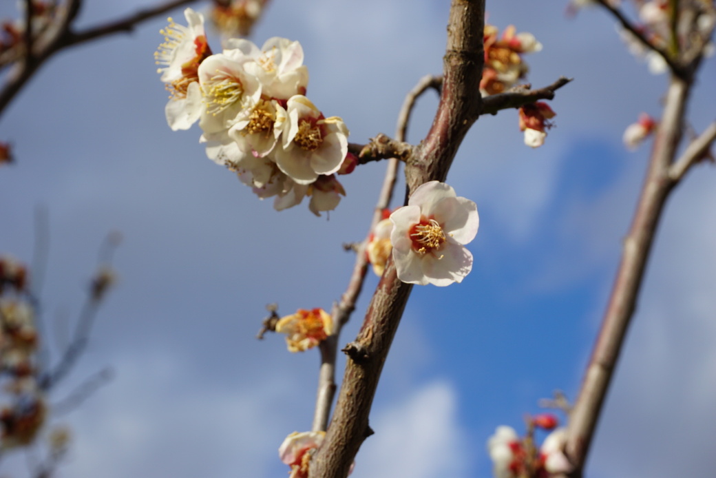 公園の梅 アイキャッチ