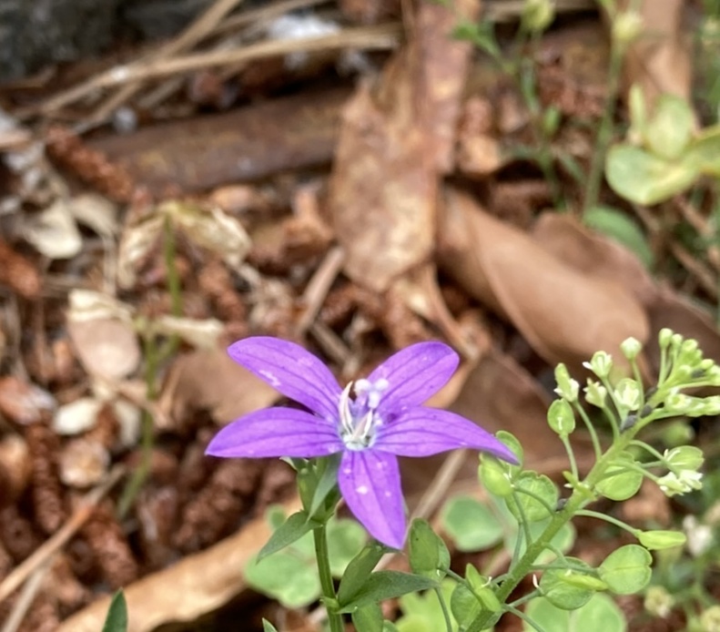 キキョウソウとマメグンバイナズナ アイキャッチ