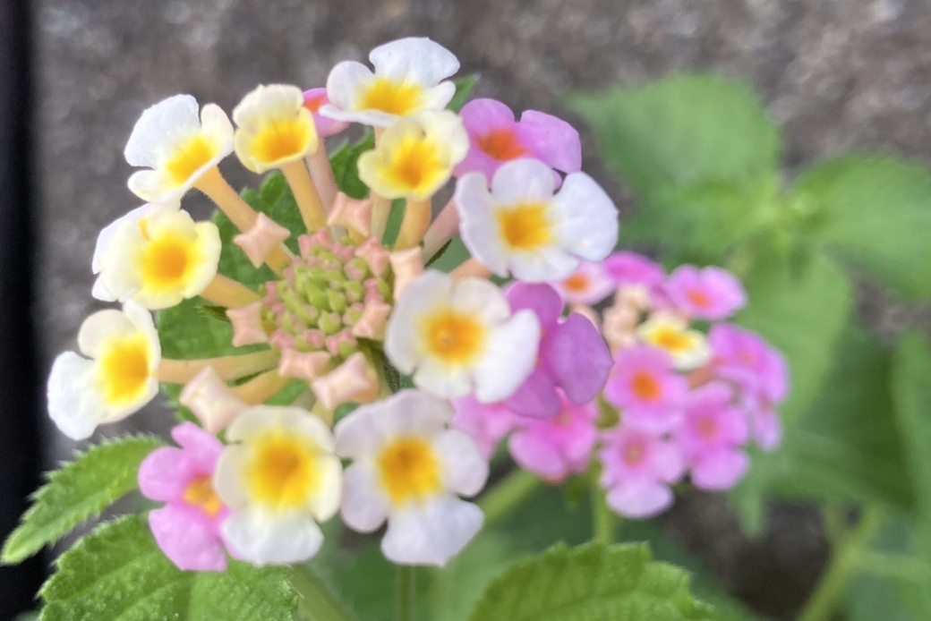 残暑のrun＆pickup アイキャッチ