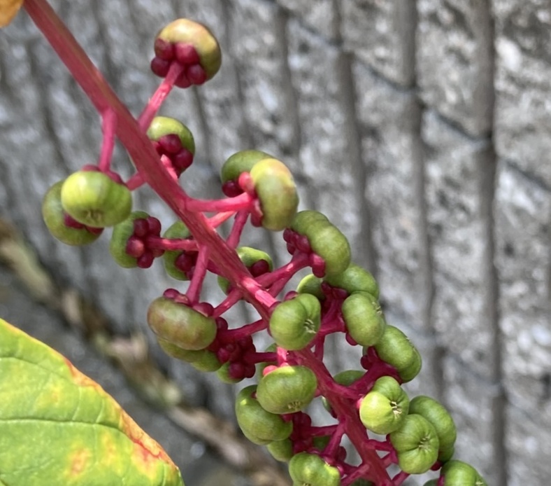 ヨウシュヤマゴボウ アイキャッチ