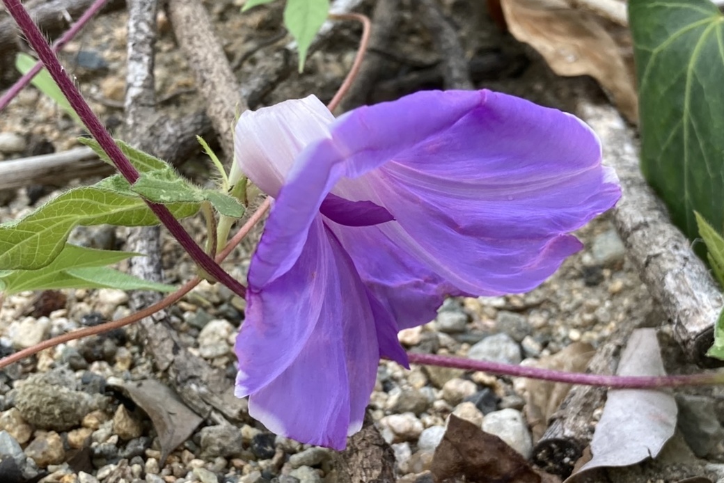 夏の名残 アイキャッチ