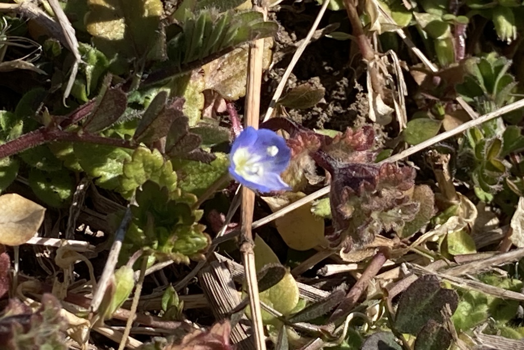 早春の花 アイキャッチ