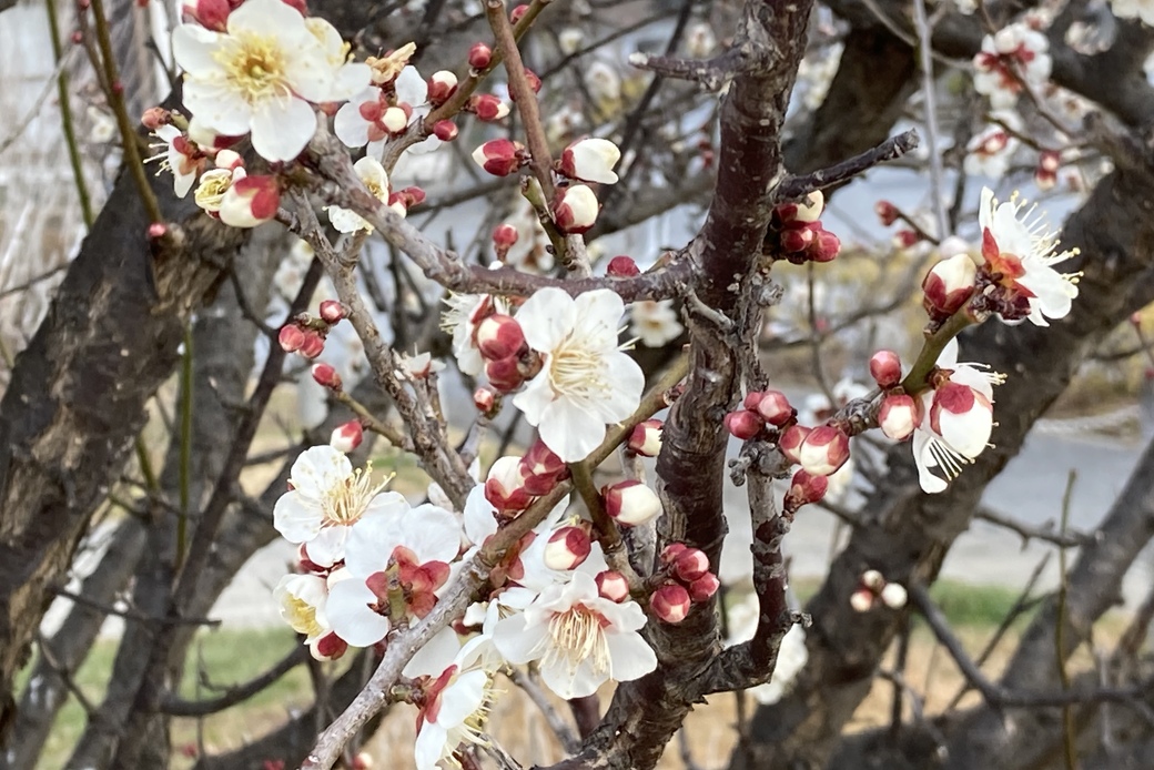 梅ランとワイン アイキャッチ