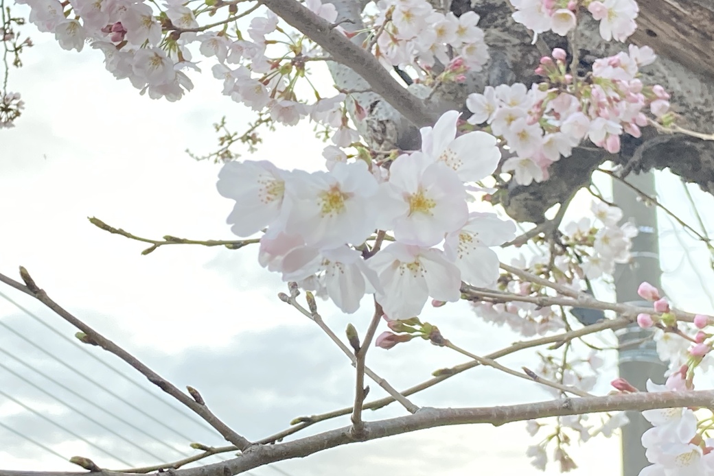 すっかり花の季節 アイキャッチ
