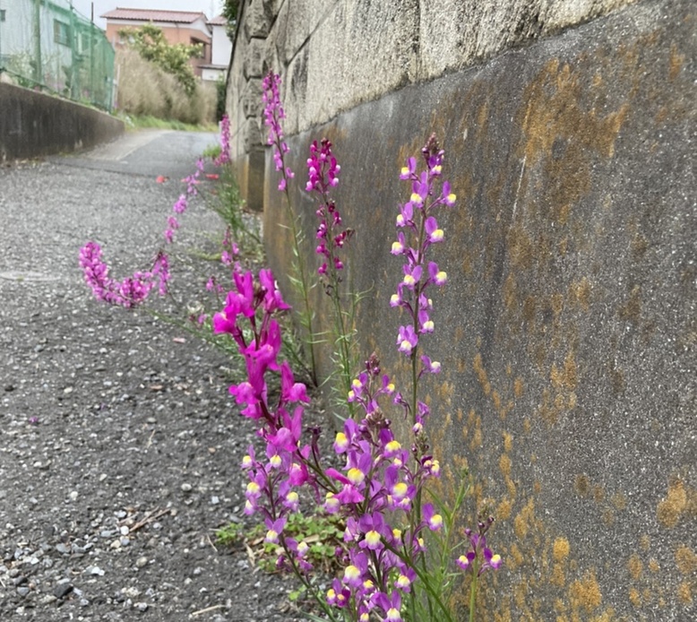 ラン距離が足りない〜 アイキャッチ
