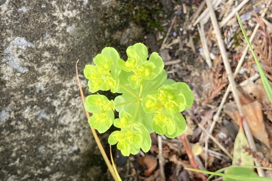 小雨のち陽春 アイキャッチ