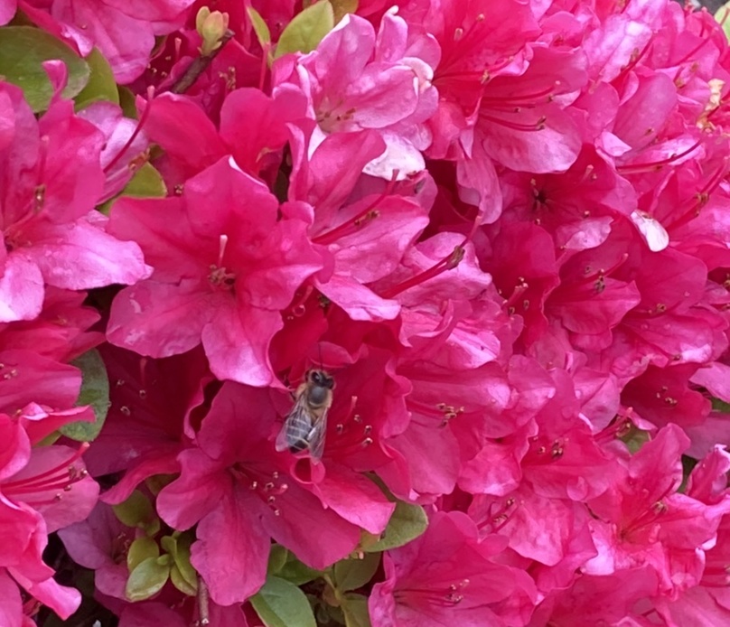 ツツジと早起きバチ アイキャッチ