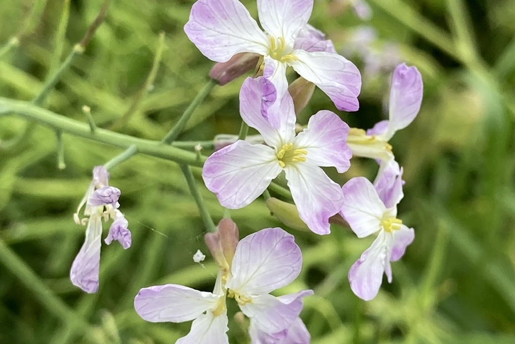 pickupに良い気候 アイキャッチ