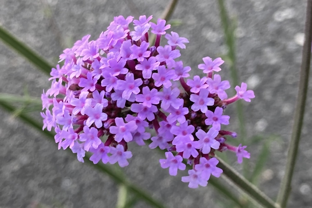 ヤナギハナガサ アイキャッチ