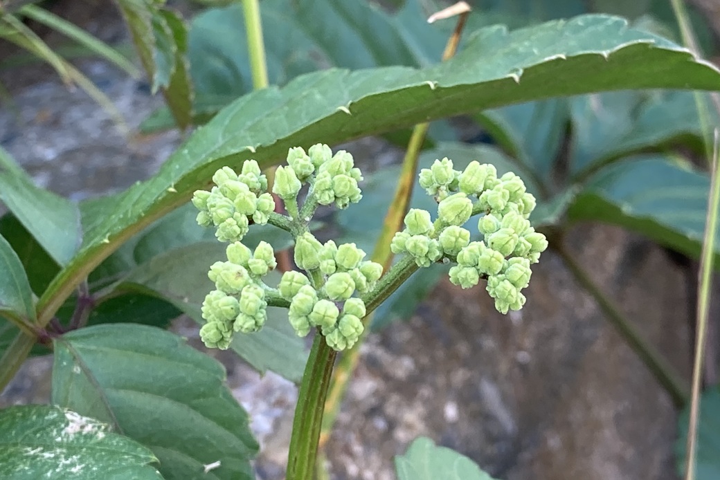 ヤブカラシ アイキャッチ