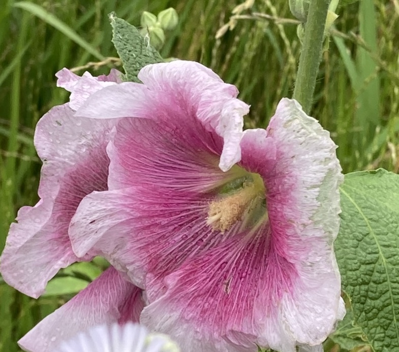 タチアオイ アイキャッチ