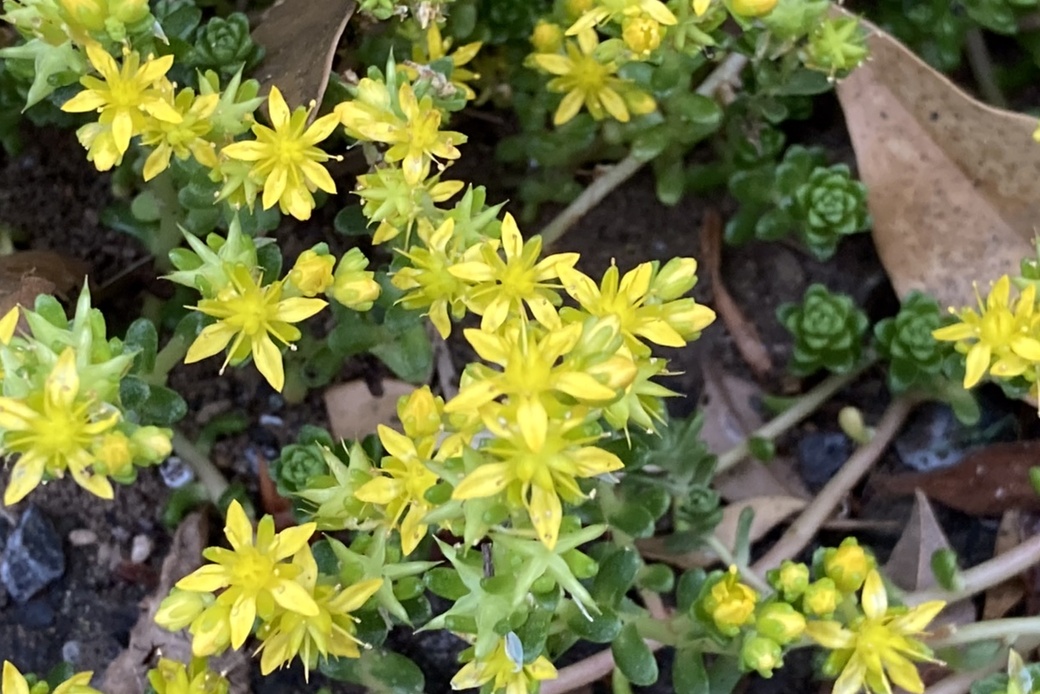 道端の花 アイキャッチ
