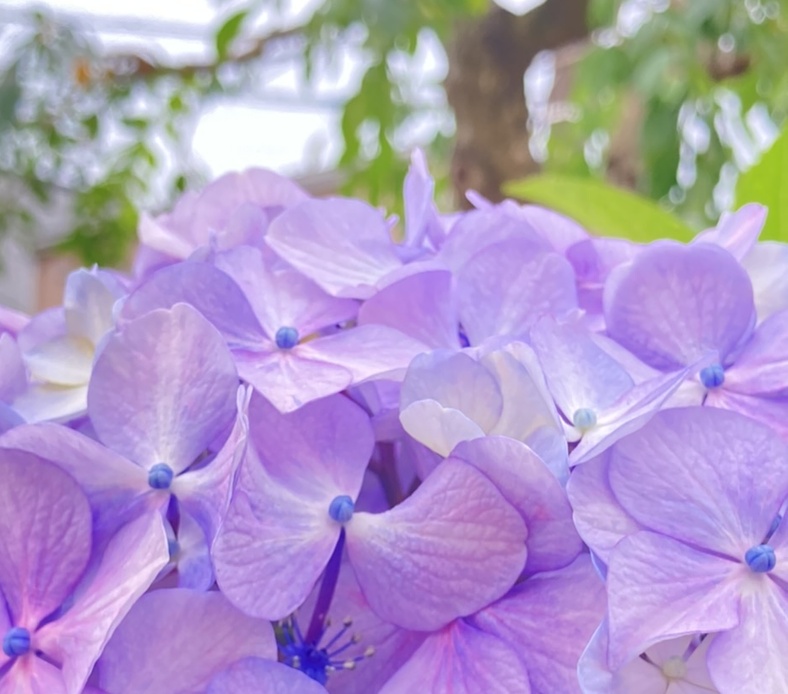 紫陽花の山 アイキャッチ