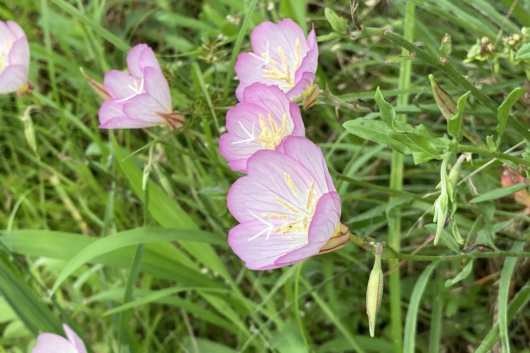 ヒルザキツキミソウ アイキャッチ
