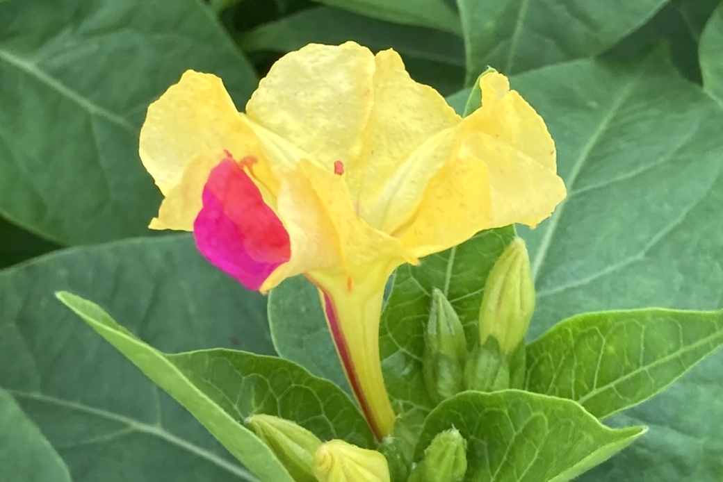 オシロイバナ アイキャッチ