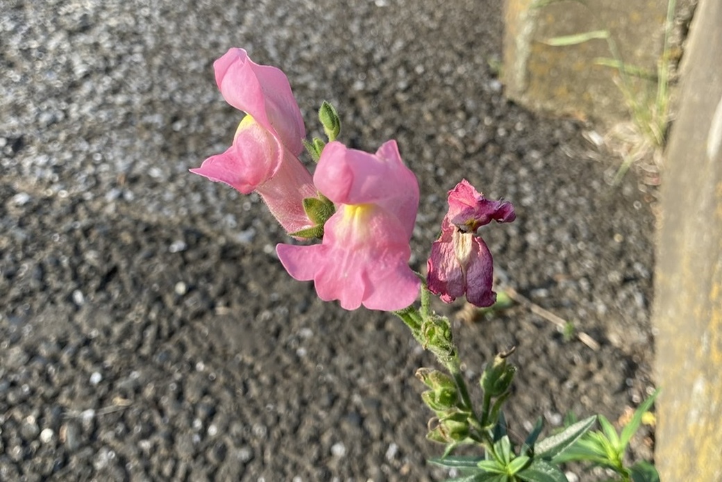 リナリア？ アイキャッチ