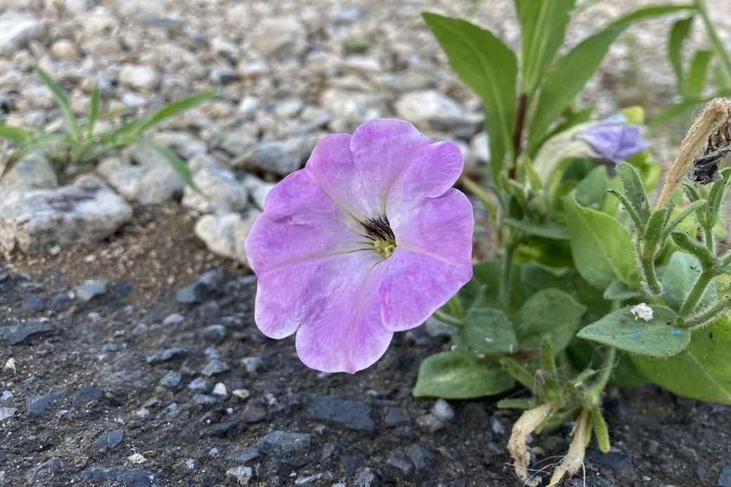 6月末 アイキャッチ