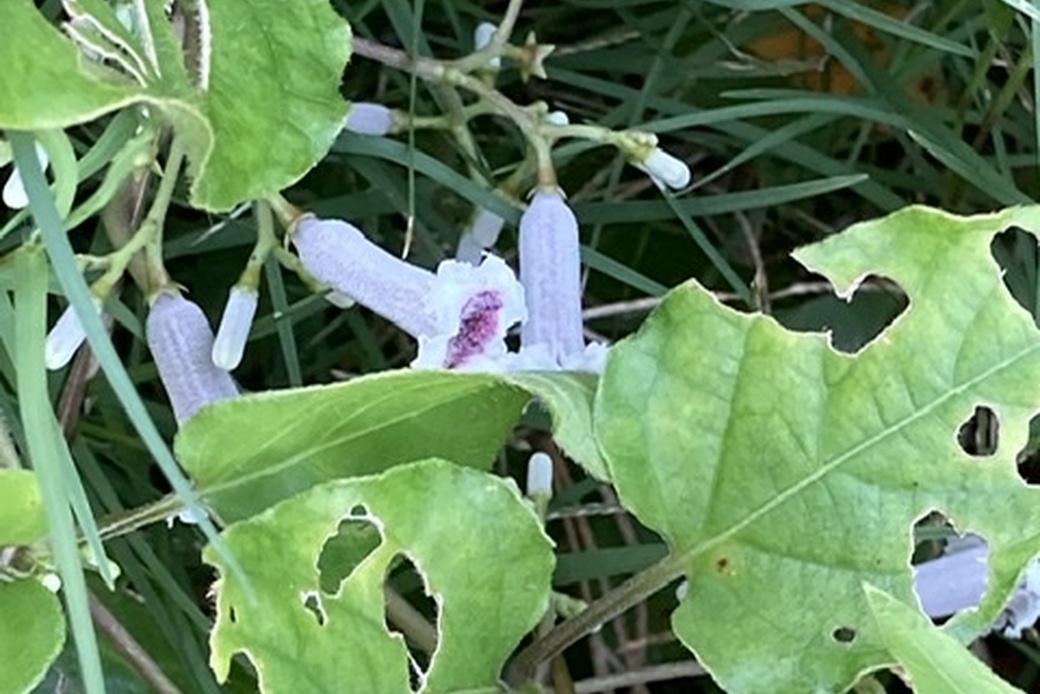 真夏到来 アイキャッチ