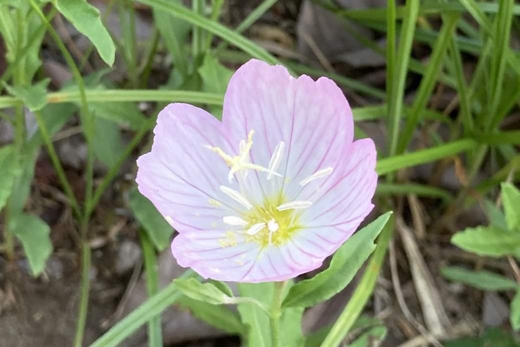 夕方pickup2日目 アイキャッチ