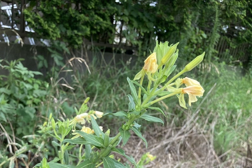涼しい土曜 アイキャッチ