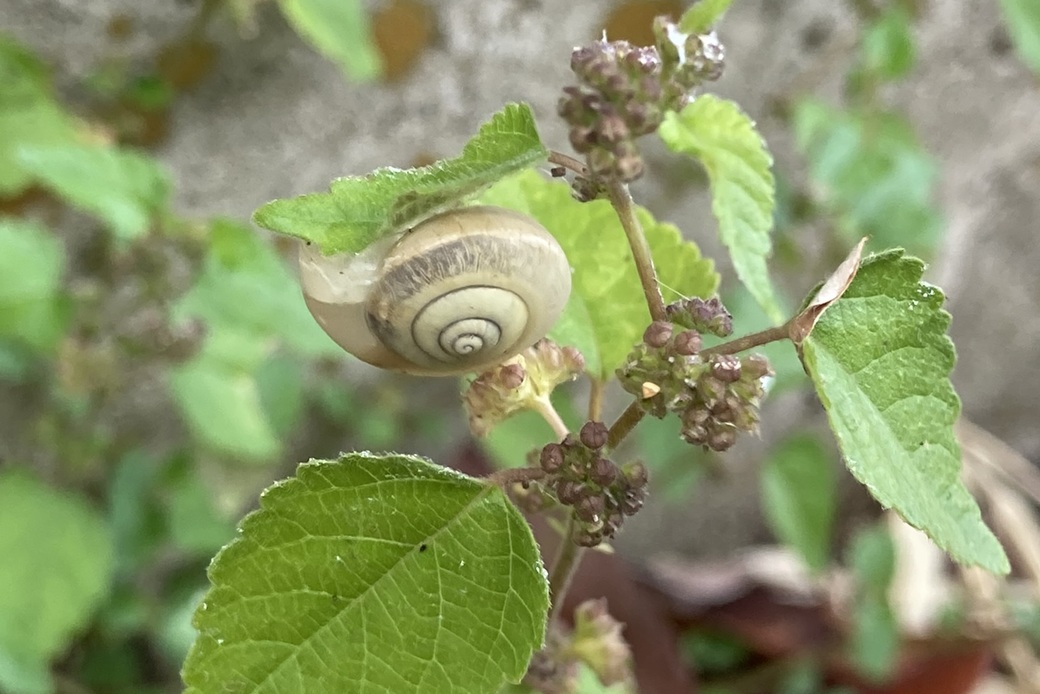 午後はゴロゴロ アイキャッチ