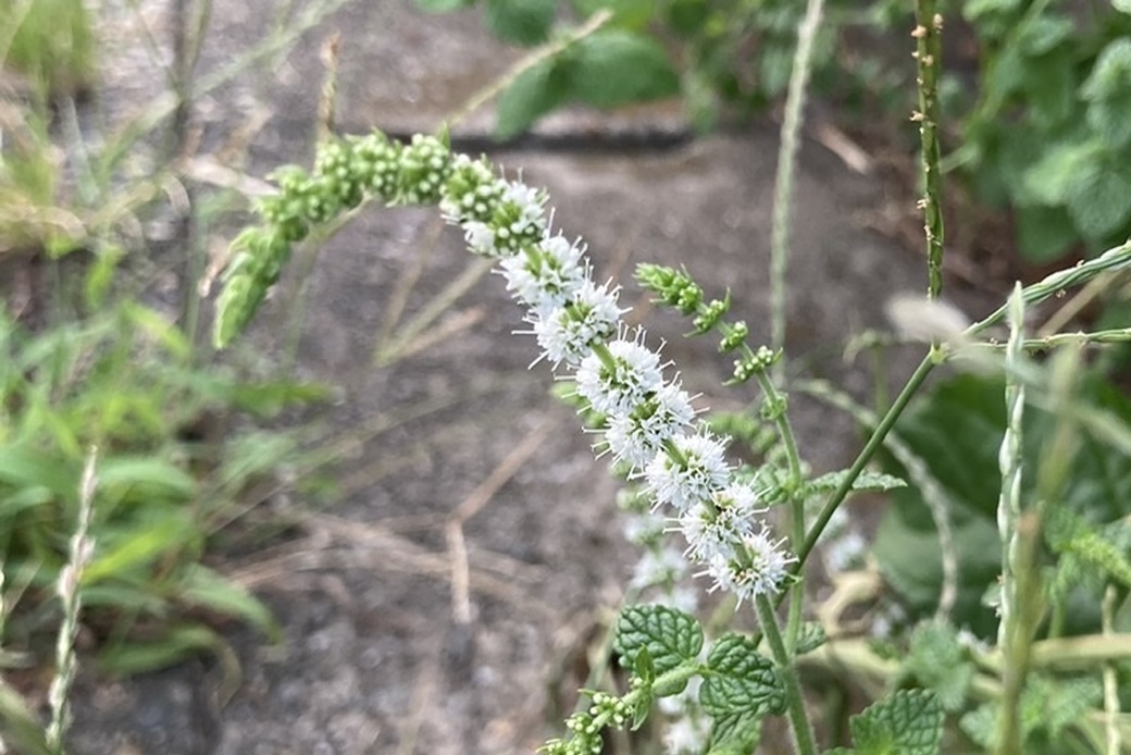 処暑とは、、、 アイキャッチ