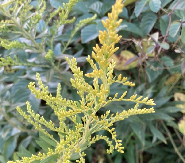 秋の花々 アイキャッチ